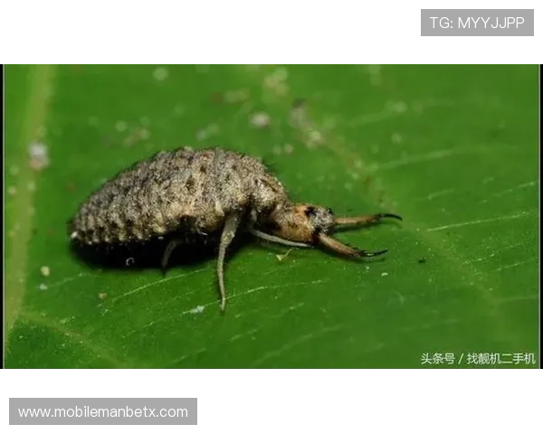 万博手机版max网页版官方网站的用户评价与口碑分析，真实玩家体验分享与建议参考